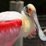  FW Zoo Roseate Spoonbill 2016